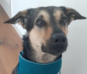 Arthur & Miranda <br> met Dropje